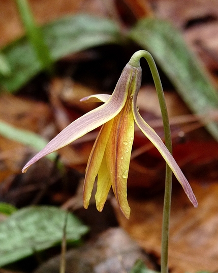 {Erythronium umbilicatum}